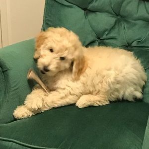 Meet your Posher, Toni